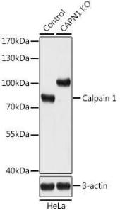 Anti-Calpain 1 antibody