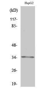 Western blot analysis of various cells using Anti-OR2AG1 + OR2AG2 Antibody