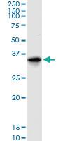 Anti-MLF1 Rabbit Polyclonal Antibody