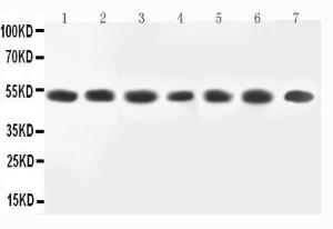 Anti-MEK2 Rabbit Antibody