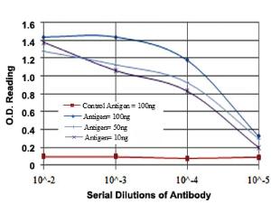 Anti-MAP2K6 Mouse Monoclonal Antibody [clone: 3H12C8]