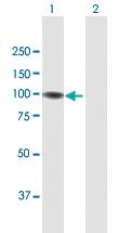 Anti-GNL2 Mouse Polyclonal Antibody