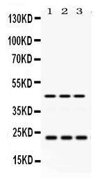 Anti-RAB13 Rabbit Polyclonal Antibody