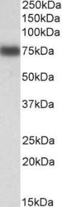 Anti-IRF2BP1 Goat Polyclonal Antibody