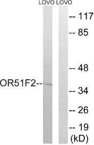 Western blot analysis of lysates from LOVO cells using Anti-OR51F2 Antibody. The right hand lane represents a negative control, where the antibody is blocked by the immunising peptide