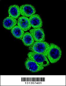 Anti-DLL3 Rabbit Polyclonal Antibody (FITC (Fluorescein Isothiocyanate))