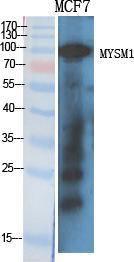 Antibody anti-MYSM1 100 µg