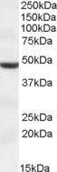 Anti-TMPRSS4 Goat Polyclonal Antibody