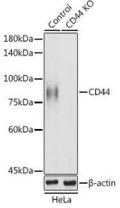 Western blot analysis of extracts from normal (control) and CD44 knockout (KO) HeLa cells, using Anti-CD44 Antibody (A93018) at 1:1,000 dilution The secondary antibody was Goat Anti-Rabbit IgG H&L Antibody (HRP) at 1:10,000 dilution Lysates/proteins were present at 25 µg per lane