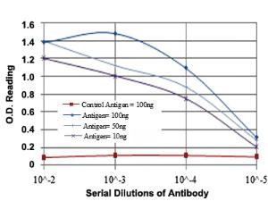 Anti-MAP2K6 Mouse Monoclonal Antibody [clone: 3H12B9]