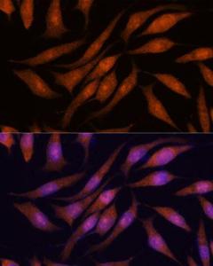 Immunofluorescence analysis of L929 cells using Anti-PRKRIP1 Antibody (A309086) at a dilution of 1:100. DAPI was used to stain the cell nuclei (blue).