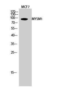 Antibody anti-MYSM1 100 µg