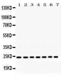 Anti-RALA Rabbit Polyclonal Antibody