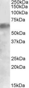 Anti-IRF2BP1 Antibody (A84932) (0.5 µg/ml) staining of Human Liver lysate (35 µg protein in RIPA buffer). Primary incubation was 1 hour. Detected by chemiluminescence