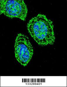 Anti-EIF2S1 Rabbit Polyclonal Antibody (HRP (Horseradish Peroxidase))