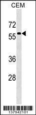 Anti-MSL3 Rabbit Polyclonal Antibody (FITC (Fluorescein Isothiocyanate))