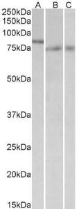 Anti-IRF2BP1 Antibody (A84932) (1 µg/ml) staining of nuclear NIH3T3 lysate (A) and of Mouse (B) and Rat (C) Colon lysates (35 µg protein in RIPA buffer). Primary incubation was 1 hour. Detected by chemiluminescence