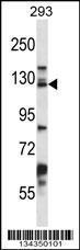 Anti-DSG2 Rabbit Polyclonal Antibody