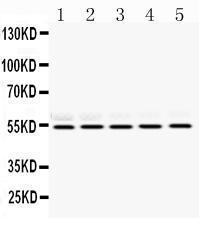 Anti-RbAp48 Rabbit Polyclonal Antibody