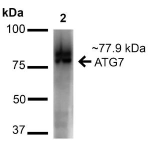 Western blot analysis of human Cervical cancer cell line (HeLa) lysate showing detection of ~77.9 kDa ATG7 protein using Anti-ATG7 Antibody (A305058) at 1:1,000 for 60 minutes at room temperature