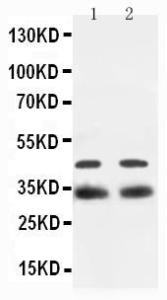 Anti-SOX2 Rabbit Antibody