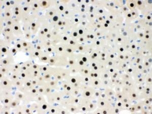 Anti-RbAp48 Rabbit Polyclonal Antibody