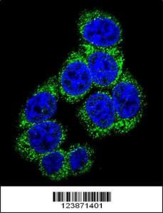 Anti-DLL3 Rabbit Polyclonal Antibody (APC (Allophycocyanin))