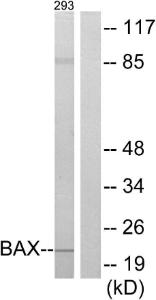 Western blot analysis of lysates from 293 cells using Anti-BAX Antibody. The right hand lane represents a negative control, where the Antibody is blocked by the immunising peptide