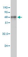 Anti-ALDOA Mouse Monoclonal Antibody [clone: 3C12-6D11]