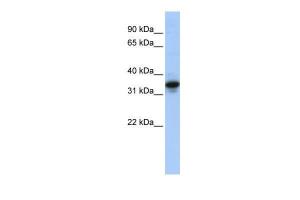 Anti-MUC3B Rabbit Polyclonal Antibody