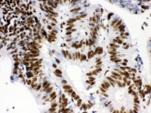 Anti-RbAp48 Rabbit Polyclonal Antibody