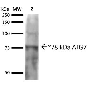 Western blot analysis of rat brain cell lysates showing detection of ~77.9 kDa ATG7 protein using Anti-ATG7 Antibody (A305058) at 1:1,000 for 16 hours at 4 °C