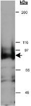 Anti-SPECC1 Rabbit Polyclonal Antibody