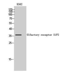 Western blot analysis of K562 cells using Anti-OR51F2 Antibody