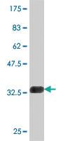 Anti-THNSL1 Mouse Polyclonal Antibody