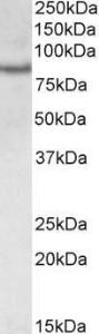 Anti-TORC2 Goat Polyclonal Antibody