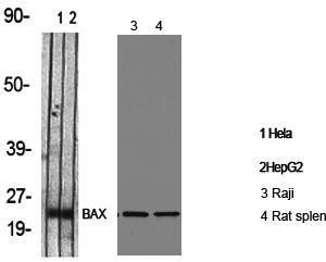 Western blot analysis of various cells using Anti-BAX Antibody