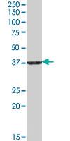 Anti-RNLS Goat Polyclonal Antibody