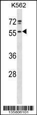 Anti-NFS1 Rabbit Polyclonal Antibody (APC (Allophycocyanin))