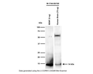 Western blot analysis of BDNF expression human brain (Tris-homogenate). Monoclonal mouse antibody to rhBDNF, Clone 4C8 (M-1744-50/100, 1 μg/ml detects monomeric BDNF at 14 kDa.