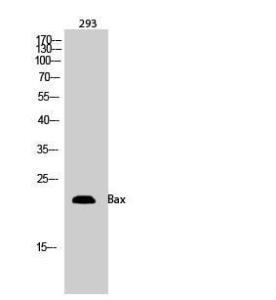 Western blot analysis of 293 cells using Anti-BAX Antibody