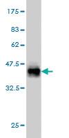 Anti-THNSL1 Mouse Monoclonal Antibody [clone: 6B1]