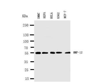 Anti-MMP12 Rabbit Polyclonal Antibody