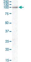 Anti-PPARGC1A Goat Polyclonal Antibody