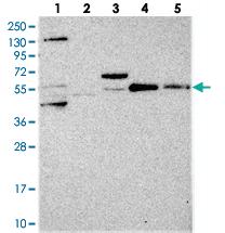 Anti-MCF2L2 Rabbit Polyclonal Antibody