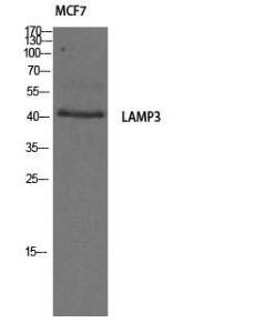 Western blot analysis of MCF7 cells using Anti-LAMP3 Antibody