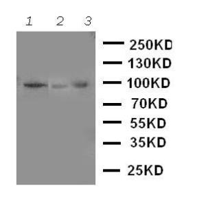 Anti-TrkA Rabbit Polyclonal Antibody