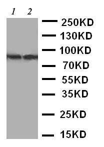 Anti-TrkA Rabbit Polyclonal Antibody