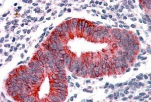 Anti-VPS29 Antibody (A83319) (3.8 µg/ml) staining of paraffin embedded Human Uterus. Steamed antigen retrieval with citrate buffer pH 6, AP-staining