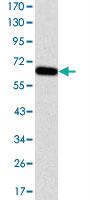 Anti-MAP3K2 Mouse Monoclonal Antibody [clone: 4B4]